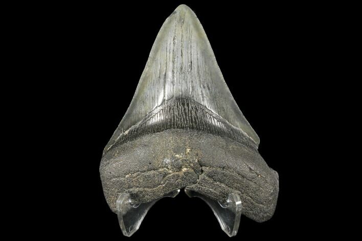 Bargain, Fossil Megalodon Tooth - South Carolina #130708